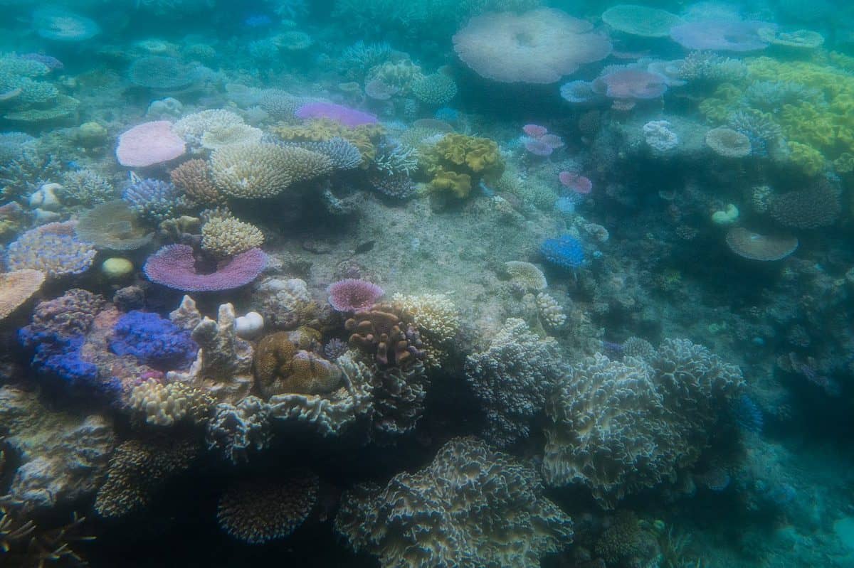 Coral Reef Bleaching on the Great Barrier Reef. Photo credit: Jay Galvin via Wikimedia Commons.