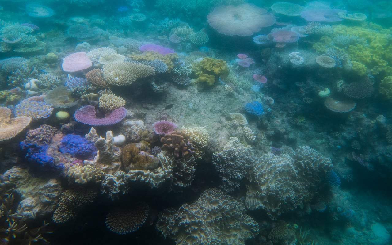 Keep spending on climate change programs, pleads Barrier Reef envoy