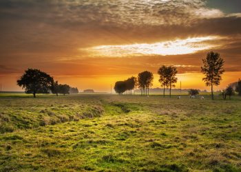 Biodiversity loss could be making us sick