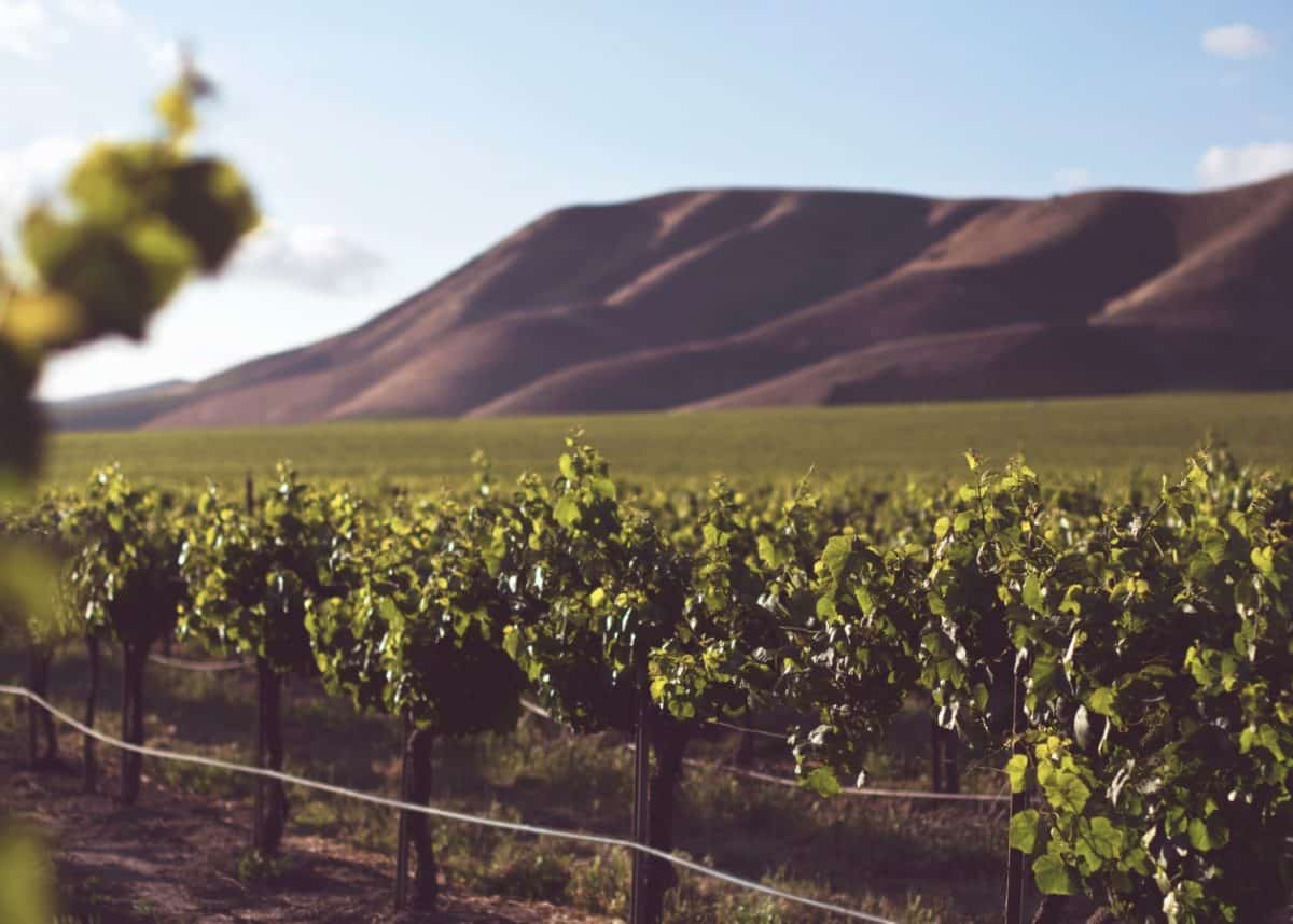 China is targeting Australian wine