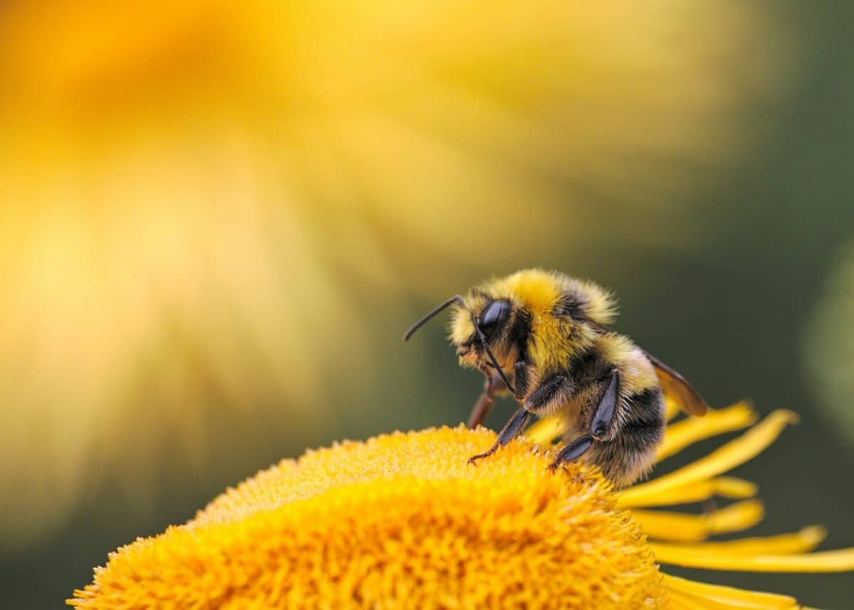 Honey bees can’t practice social distancing