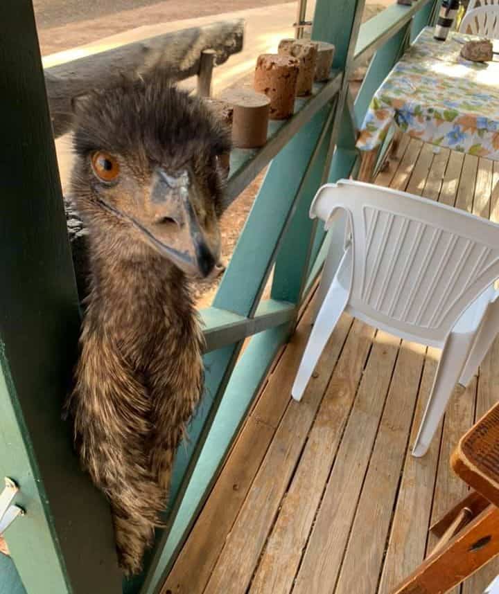 Emu selfie in Yaraka. Photo credit: Senator James McGrath Facebook page