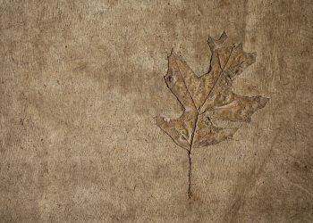 Evidence for Homo sapiens on Arabian Peninsula