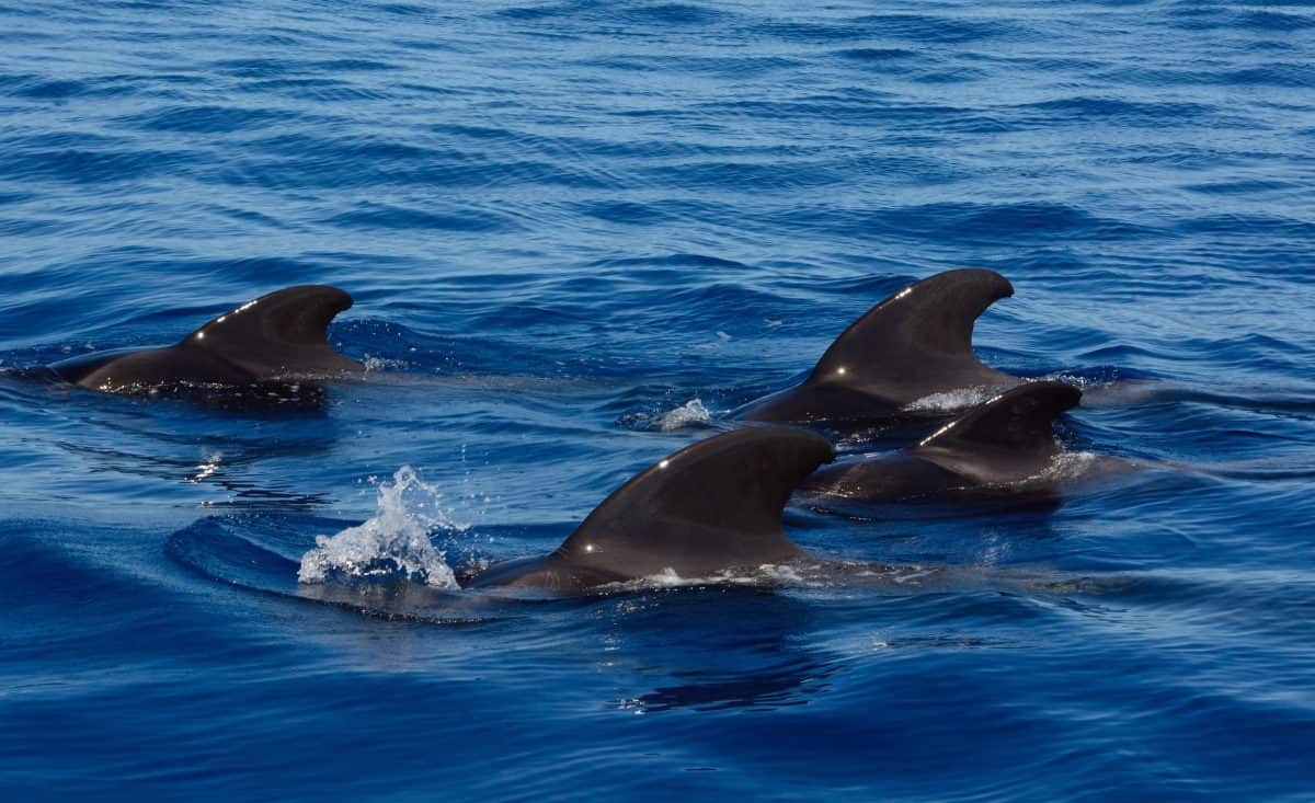 Tasmania’s whale stranding tragedy