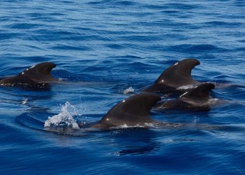 Tasmania’s whale stranding tragedy
