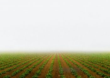 Europe can help save the Amazon