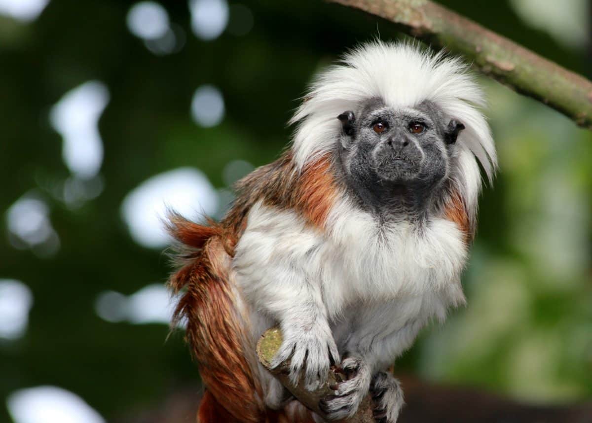 60% of primate species now threatened with extinction