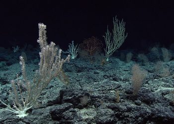 Deep-sea coral. Photo credit: Wikimedia Commons