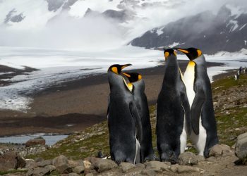 The Arctic hasn’t been this warm for 3 million years