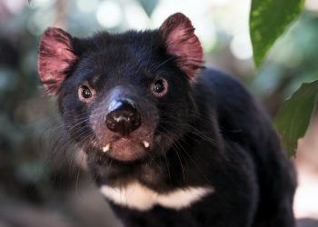 Queensland voters supported new coal mines