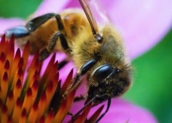 Restoring habitat creates homes for wildlife