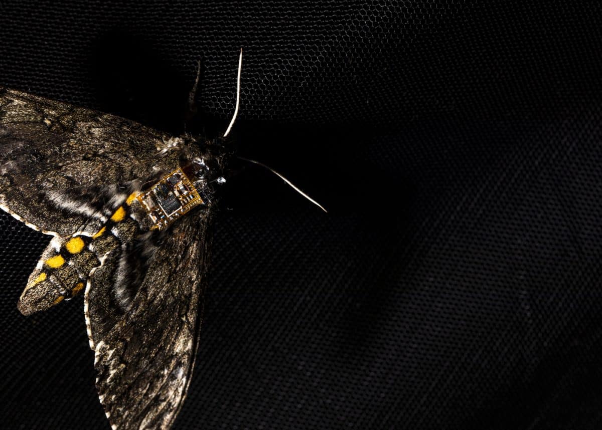 This sensor is so tiny it can be carried by a moth. Photo credit: Mark Stone/University of Washington