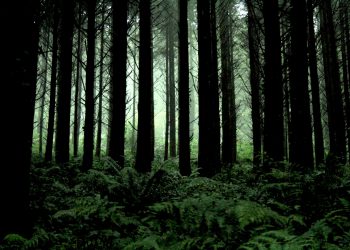 Net zero emissions targets