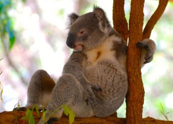 The Black Summer bushfires