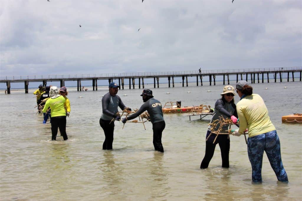 Building the Reef Stars and attaching coral on Green Island. Image credit © Commonwealth of Australia (GBRMPA)