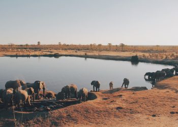 The year of virtual travel