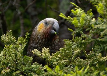 Biodiversity is declining across much of the world