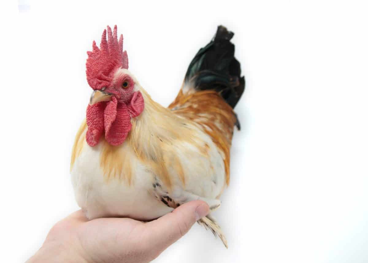 Singapore approves cell-cultured chicken bites