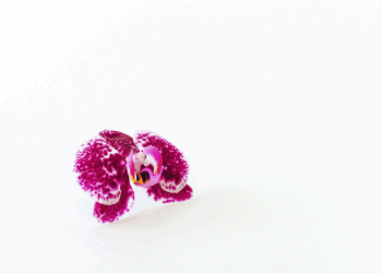 An alien in the floral world