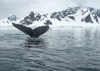 Lessons from Antarctica and a UN treaty