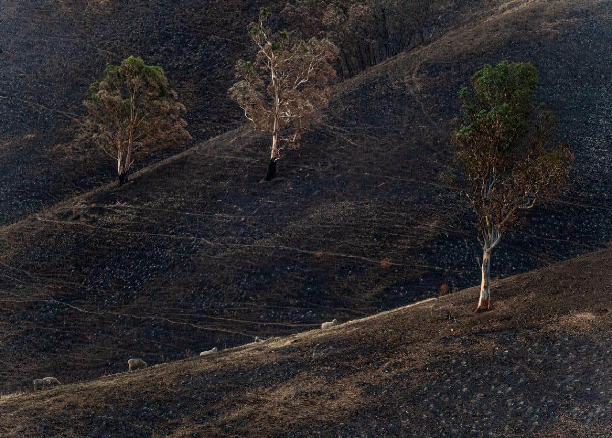Devastation and recovery after the Kangaroo Island bushfires