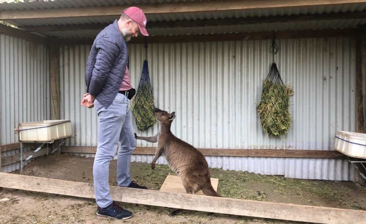 A kangaroo displays gaze alternation between the unsolvable box and a human. The person pictured is lead author Dr Alan McElligott. Photo credit: Alexandra Green. Location: Australian Reptile Park