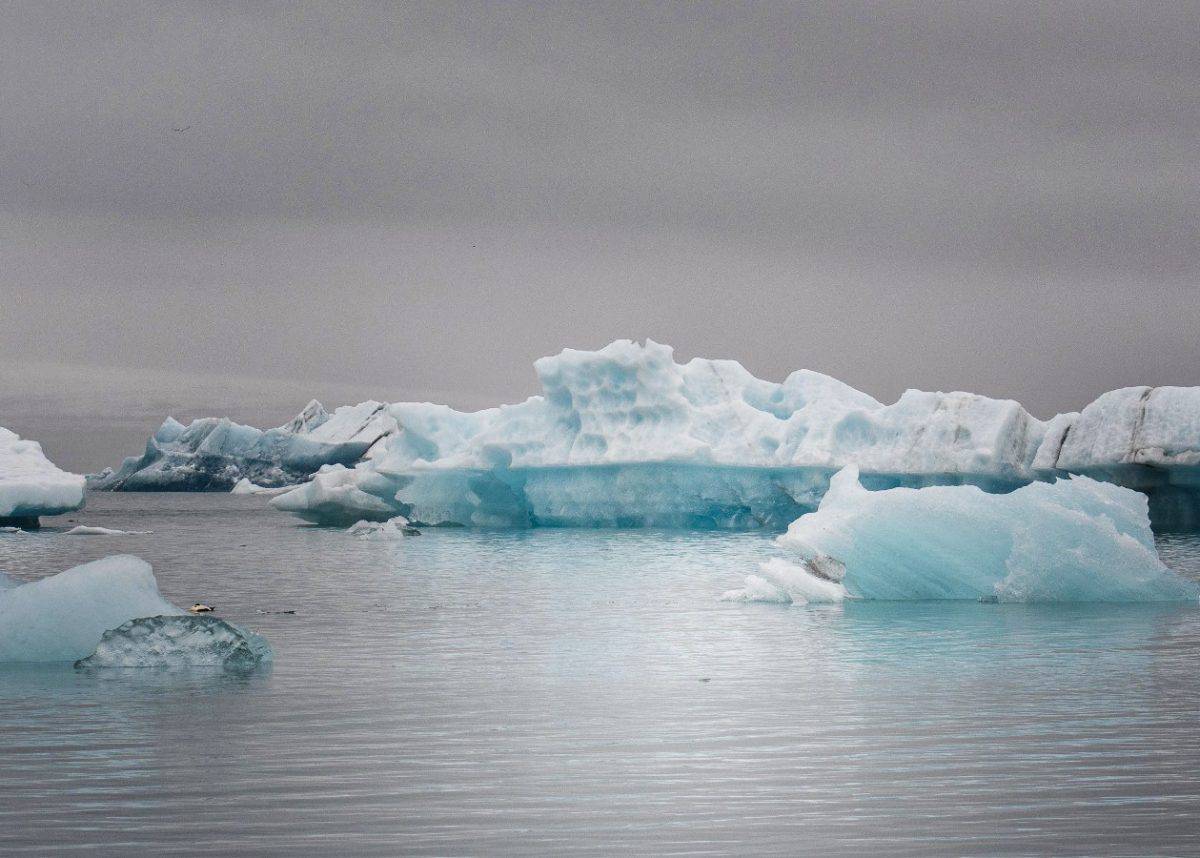 The hopeful return of polar whales