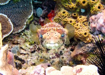 The Australian marine protected area network