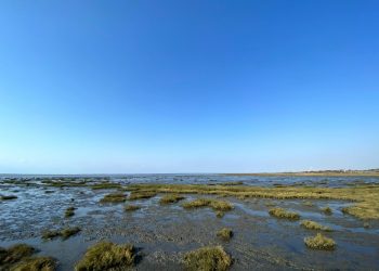 Keeping wetlands safe