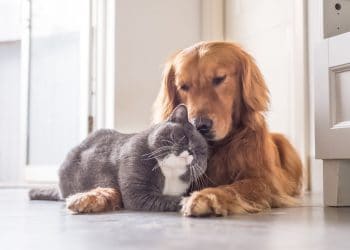 What are the advantages of using CBD oil for pets?