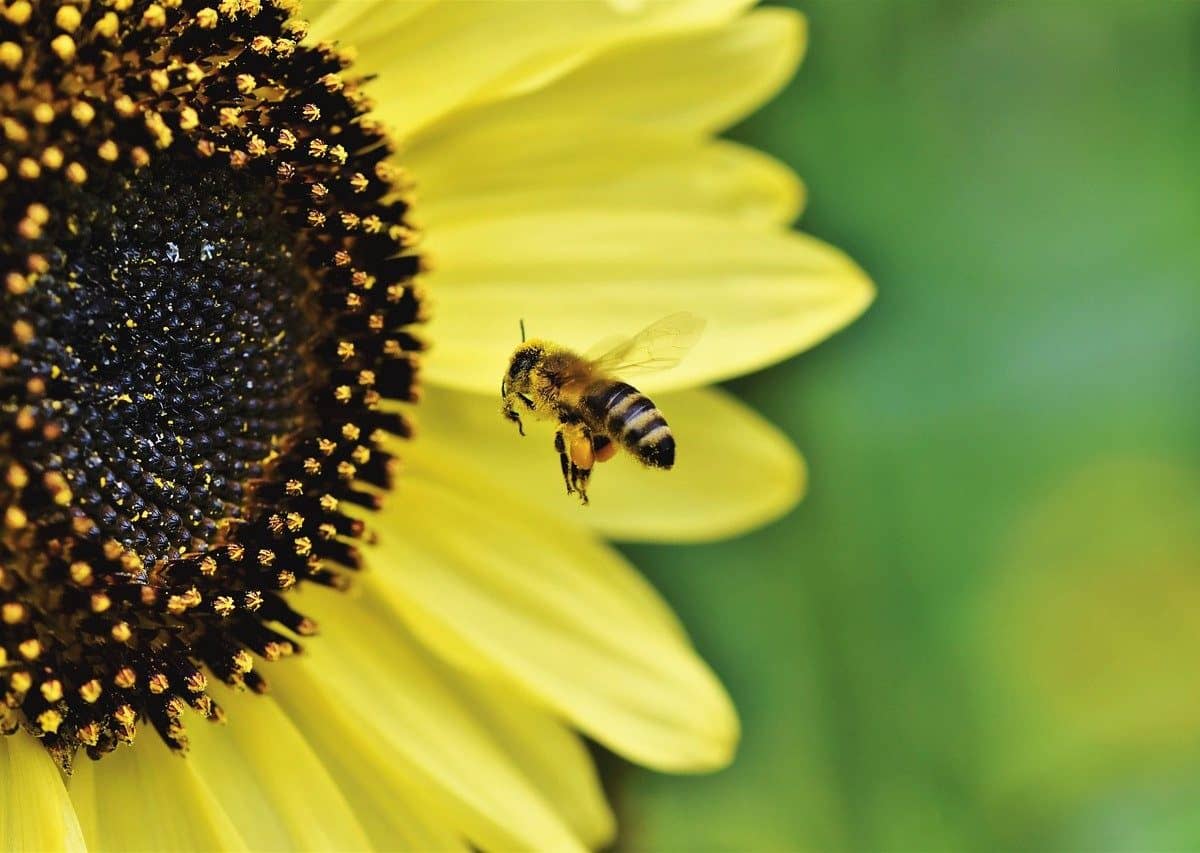 Image by Capri23auto from Pixabay