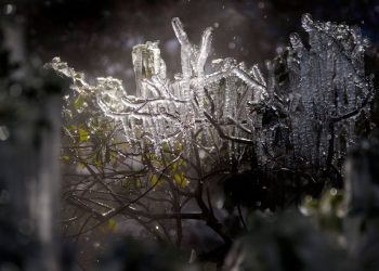 Icicles on a bush in downtown Houston, Feb. 15, 2021. Mark Felix/AFP via Getty Images