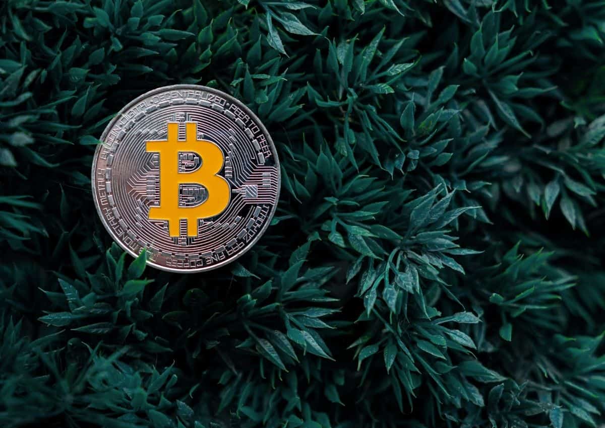 All the information about bitcoin cash you should know
