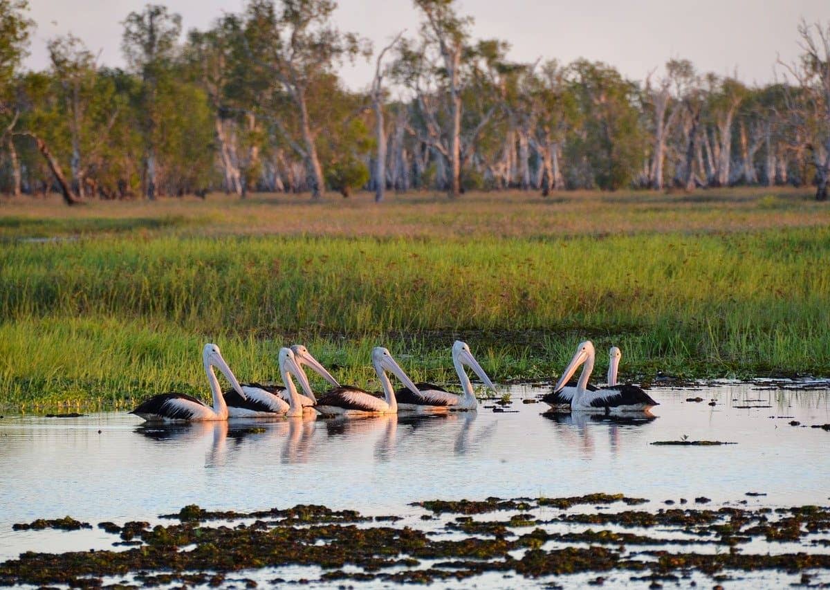 Pelican wetlands in Kakadu National Park. Image by pen_ash from Pixabay