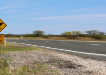 Marcel van den Bos/Shutterstock
