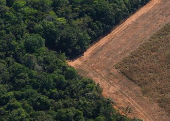 Habitat destruction is the greatest threat to wild species globally. Bruno Kelly , Author provided