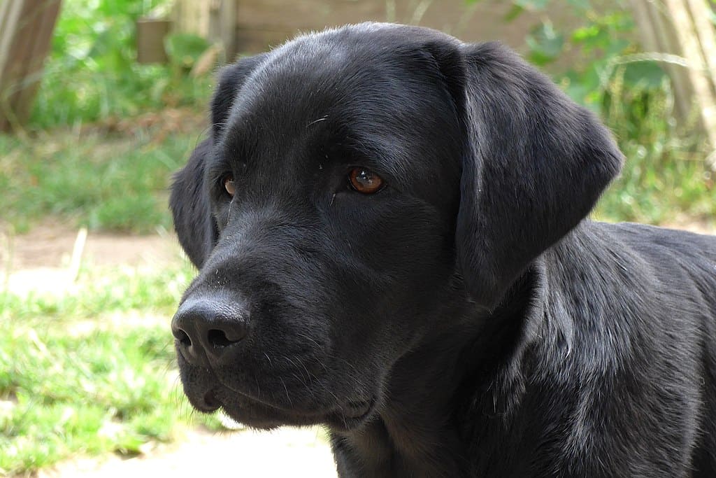 Generic photo of a two-year-old Black Labrador. Photo credit: Kreuzschnabel via Wikimedia Commons