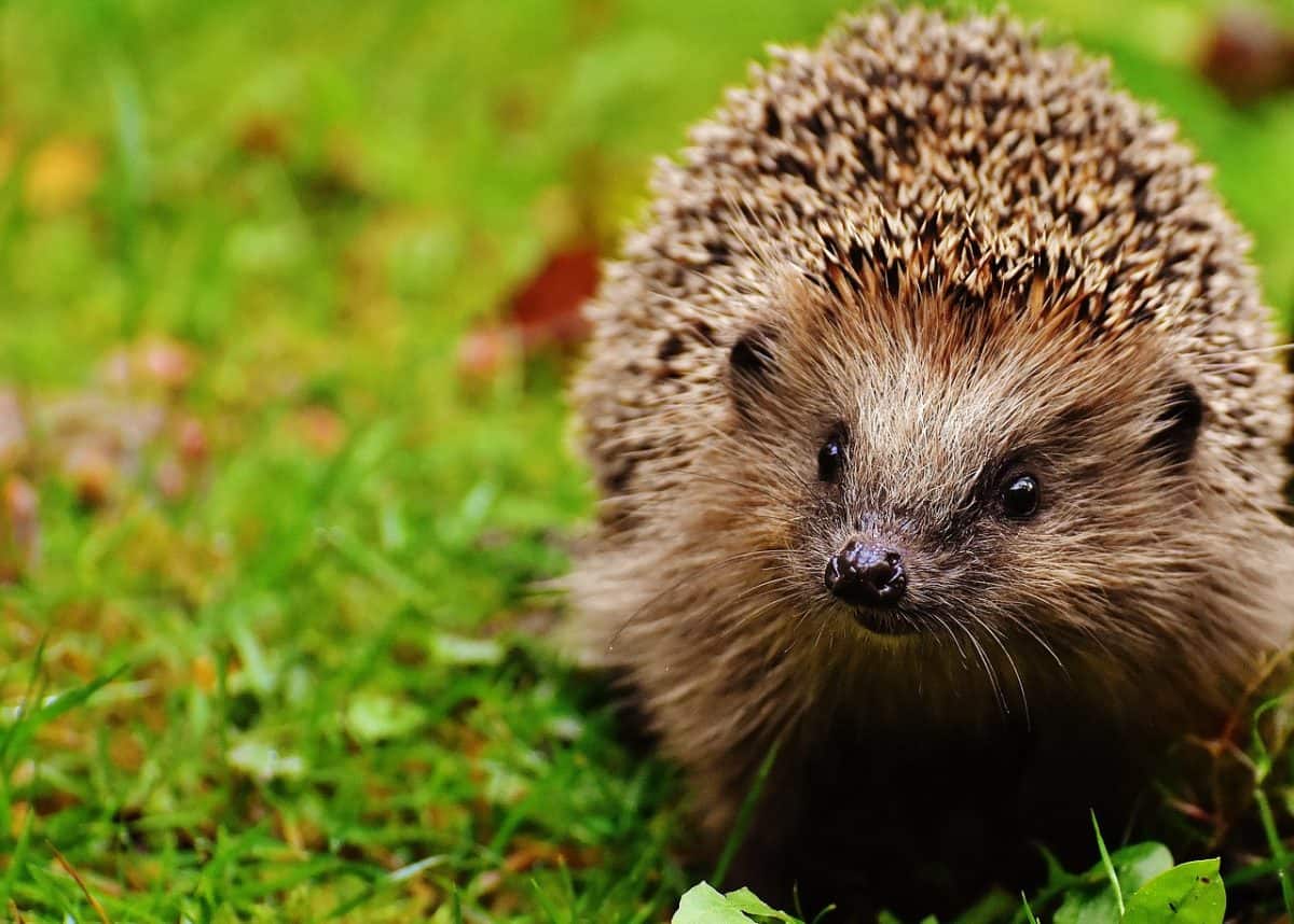 Hedgehogs are among the predators misled by the ‘fake news’. Image by Alexandra ❤️A life without animals is not worth living❤️ from Pixabay