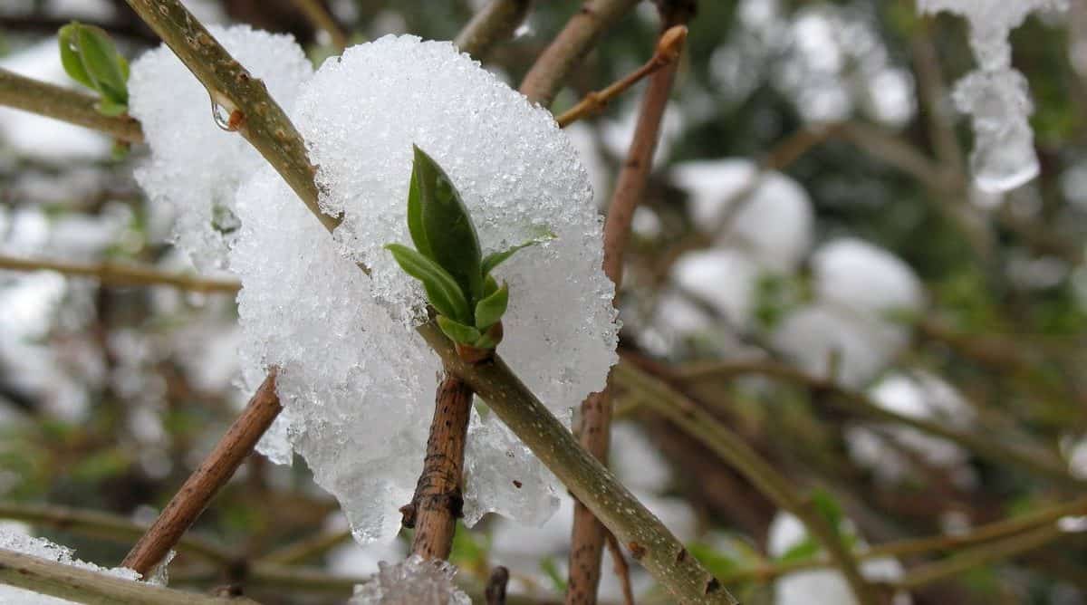A late snowfall could set back the growth of this budding lilac. oddharmonic/Flickr, CC BY-SA