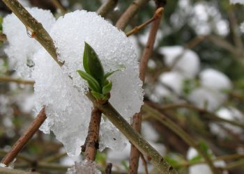 A late snowfall could set back the growth of this budding lilac. oddharmonic/Flickr, CC BY-SA