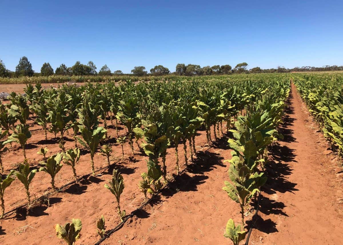 One of the illicit crops in NSW. Photo credit: Australian Taxation Office