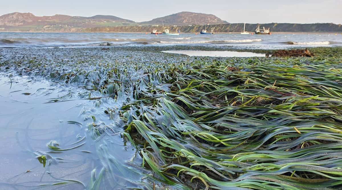 A healthy seagrass meadow outside of Porthdinllaen harbour, North Wales. Richard Unsworth, Author provided