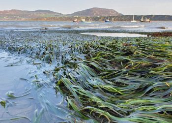 A healthy seagrass meadow outside of Porthdinllaen harbour, North Wales. Richard Unsworth, Author provided