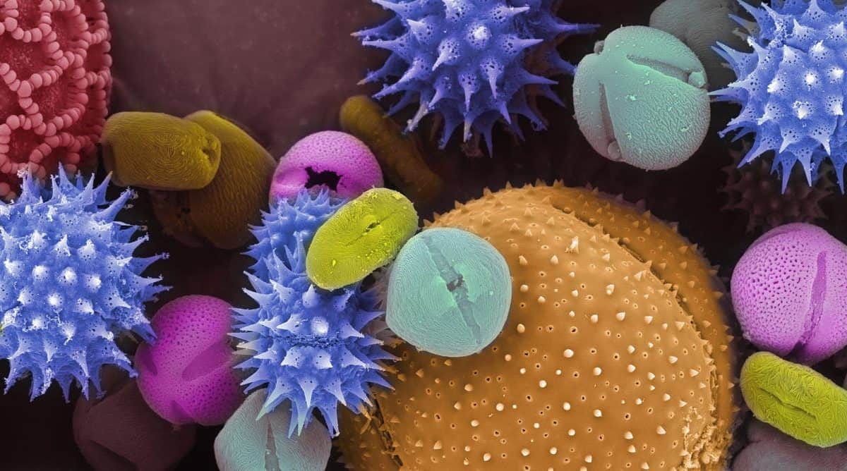 Pollen can suppress how the body’s immune system responds to viruses. Callista Images via Getty Images