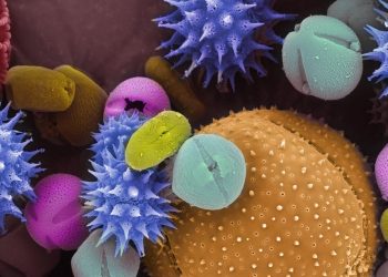 Pollen can suppress how the body’s immune system responds to viruses. Callista Images via Getty Images