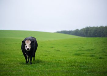 Photo by Gary Ellis on Unsplash