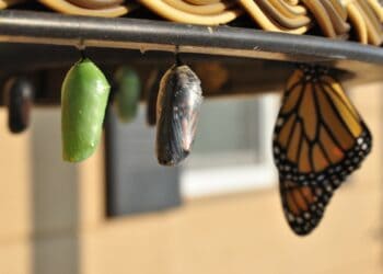 Photo by Suzanne D. Williams on Unsplash