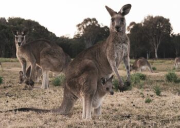 Photo by Carles Rabada on Unsplash