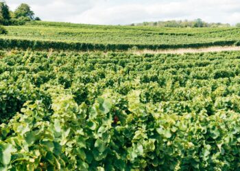 Photo by Markus Winkler on Unsplash