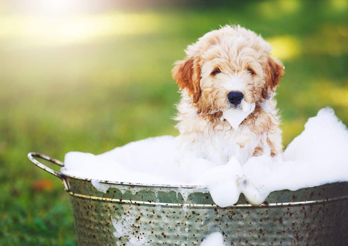 How often should you wash your dog in Summer?